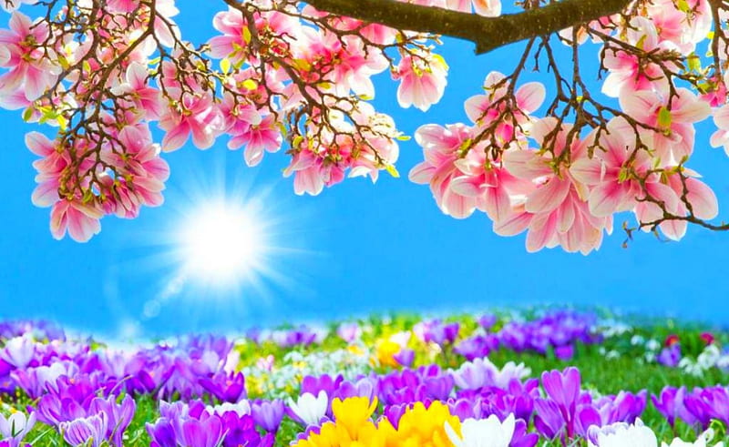 Hermoso día, flores, flores, primavera, cielo, Fondo de pantalla HD | Peakpx