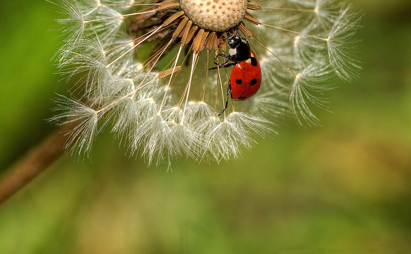 *** Ladybug on dandelions***, red, insekts, ladybug, color, animals, HD wallpaper