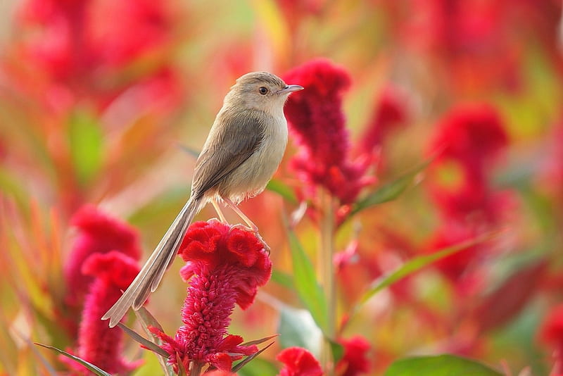 Pájaro y flores, rojo, pájaro, verde, flor, verano, campo, Fondo de  pantalla HD | Peakpx