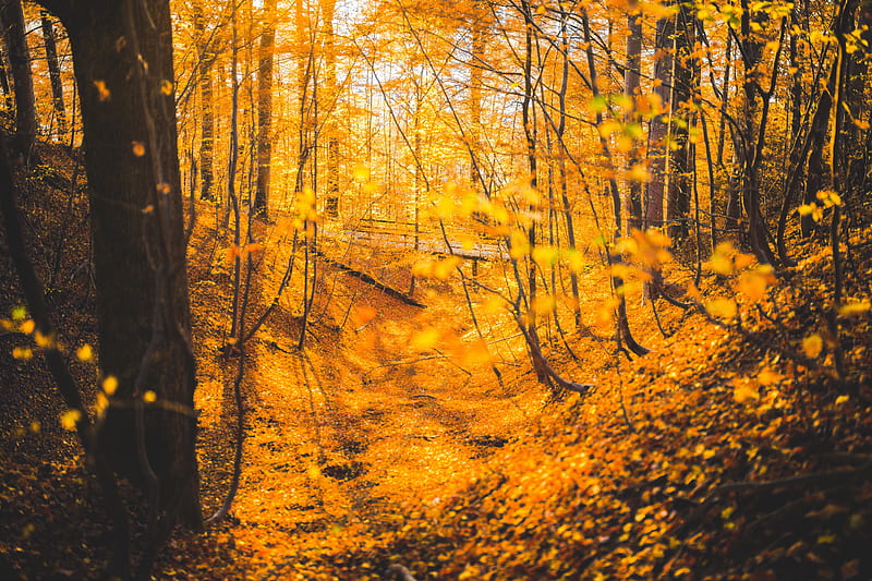 Autumn Forest Trees , autumn, forest, trees, nature, HD wallpaper