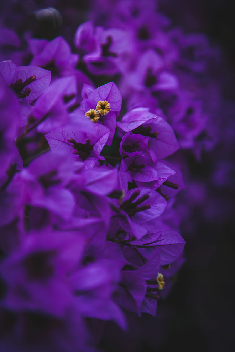 geranium, flowers, purple, inflorescences, macro, HD phone wallpaper