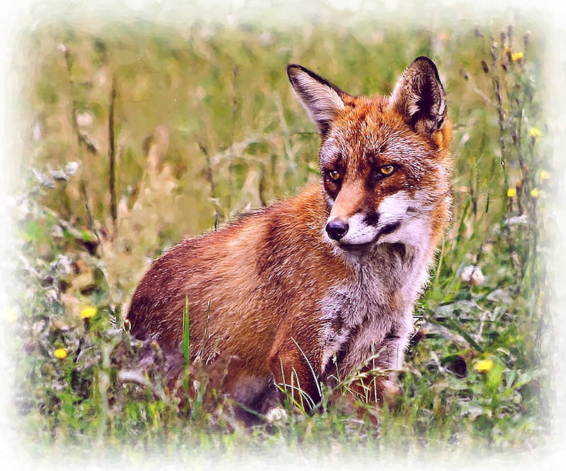 fox, nature, wild, meadow, HD wallpaper