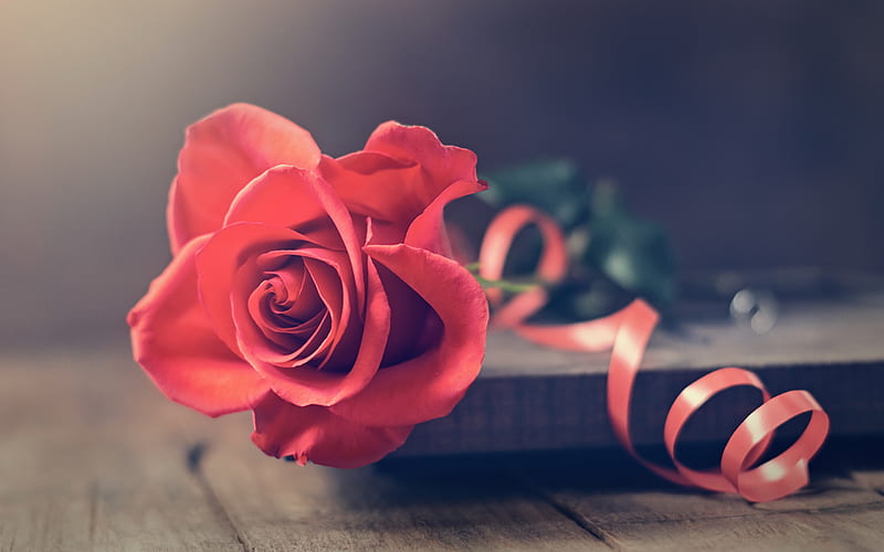 pink roses, beautiful pink flower, pink silk ribbon, roses on the book, beautiful flowers, mood, HD wallpaper