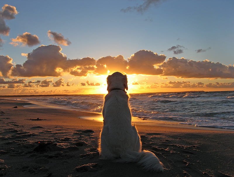 Waiting..., best friend, sun, sunset, adorable, clouds, sweet, beach, nice, puppies, splendor, sunrise, evening, reflection, dog, lovely, dawn, ocean, golden, waves, sky, abstract, cute, water, beaches, waiting, white, dogs, bonito, sea, sand, puppy, animals, amazing, view, sunlight, colors, retriever, peaceful, nature, HD wallpaper