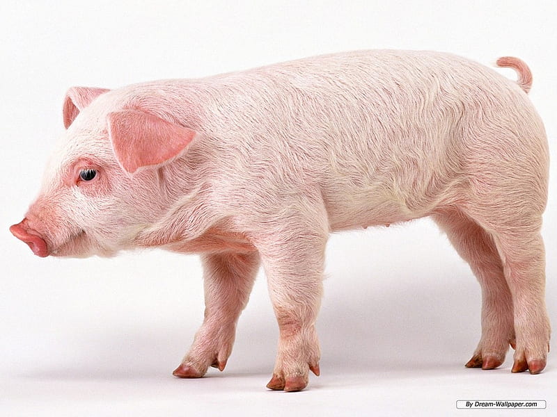 PINK PIG, pig, pink, swine, hog, HD wallpaper