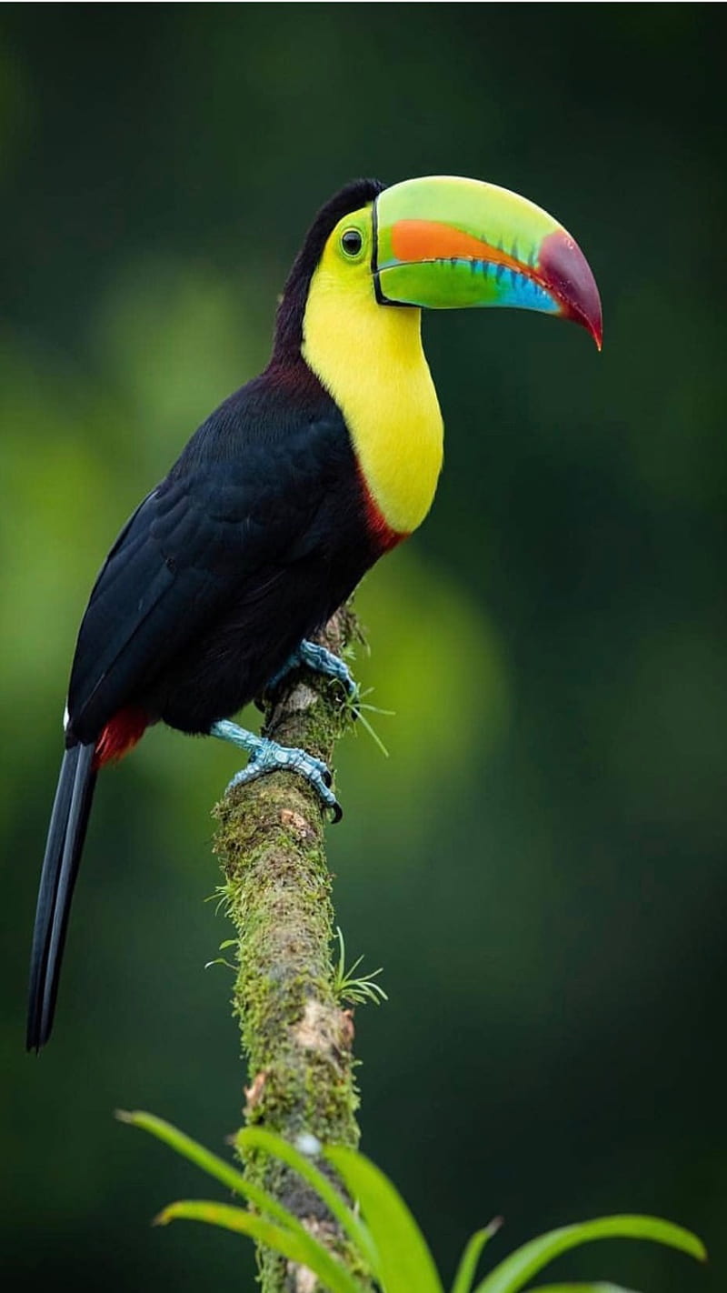 colored beak, toucan, bird, HD phone wallpaper