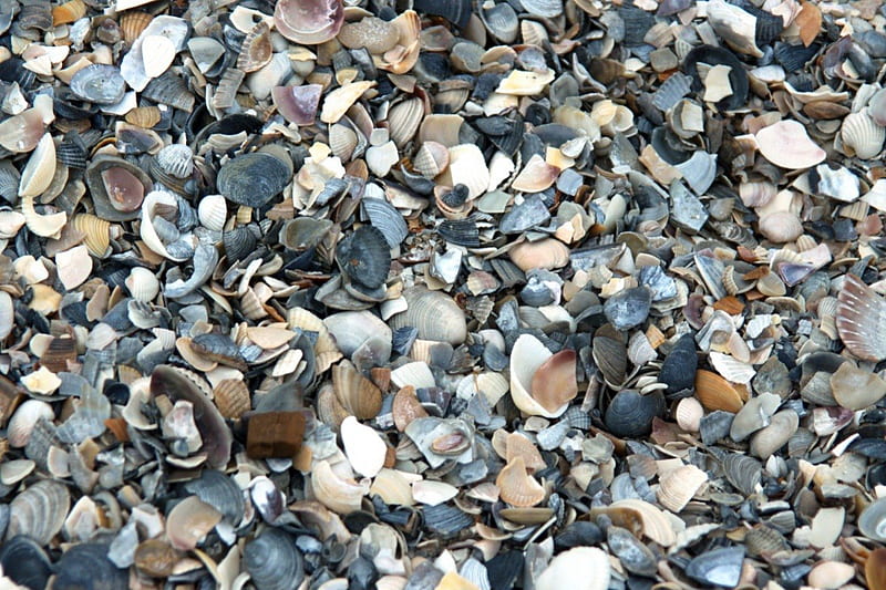 Broken Shells, Mollusc, colours, shells, broken, HD wallpaper