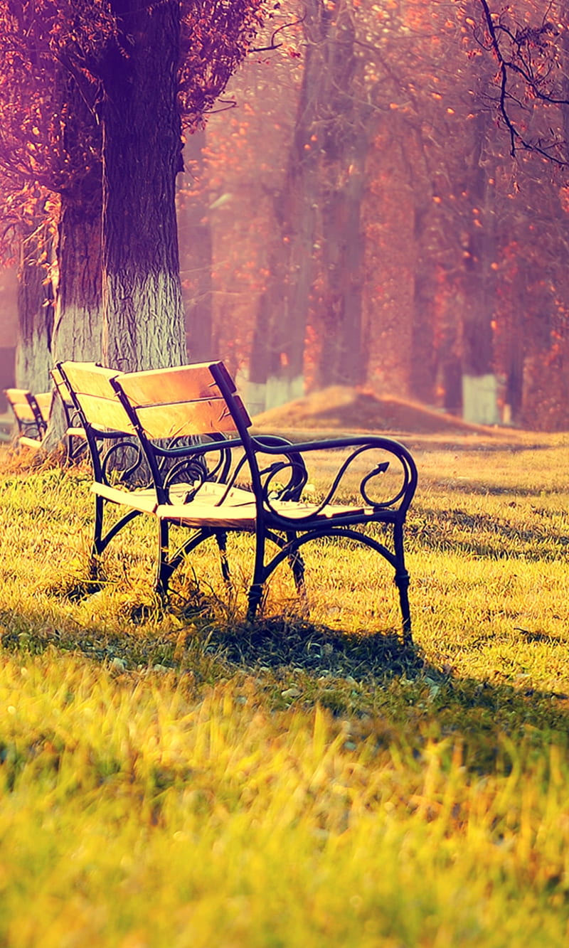 Night benches and street lamps | Nature photography, Park photography,  Photography