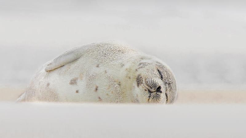Animal, Seal, Harp Seal, HD wallpaper