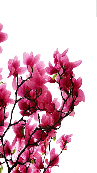 Palabras clave de fondo de pantalla: magnolias rosas | Peakpx