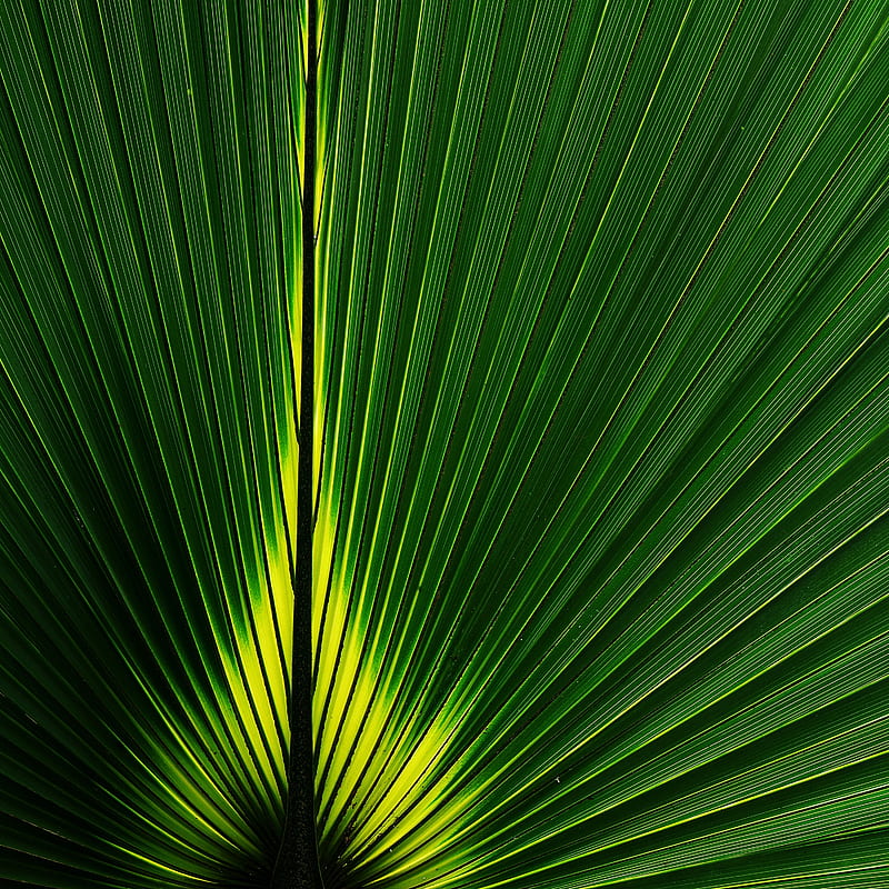 leaf, macro, plant, stripes, green, HD phone wallpaper