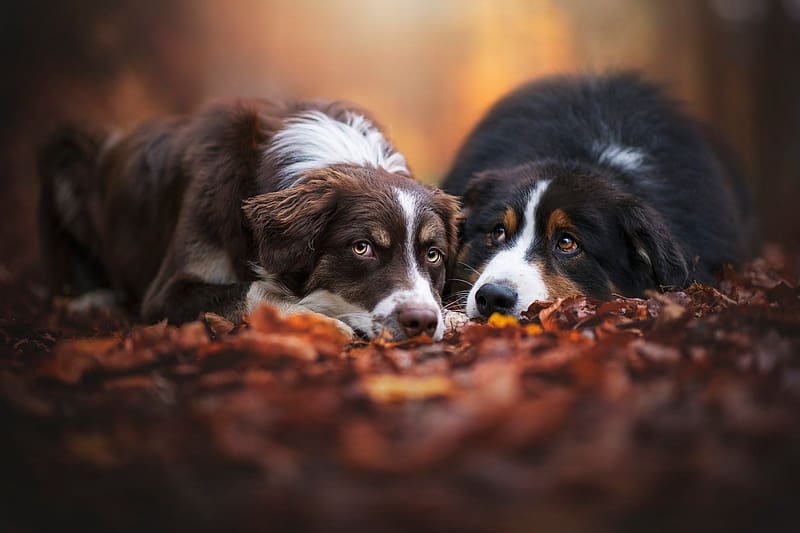 :), dog, australian shepherd, border collie, couple, autumn, nature, toamna, caine, HD wallpaper