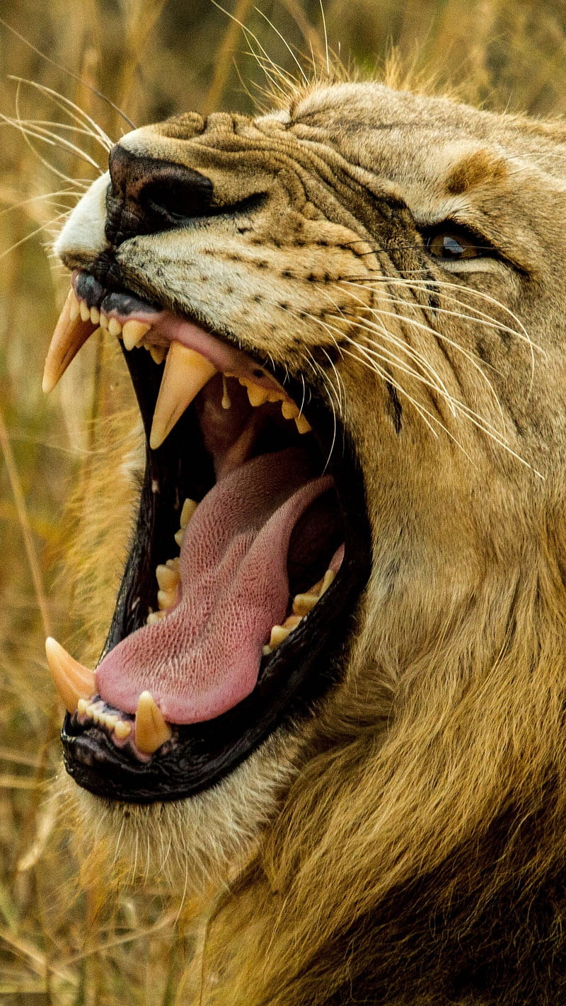 Lion Grin , evil, muzzle, predator, fangs, roar, angry, animal, wild, HD phone wallpaper