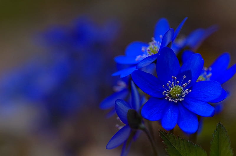 Intense Blue flower, flowers, nature, HD wallpaper