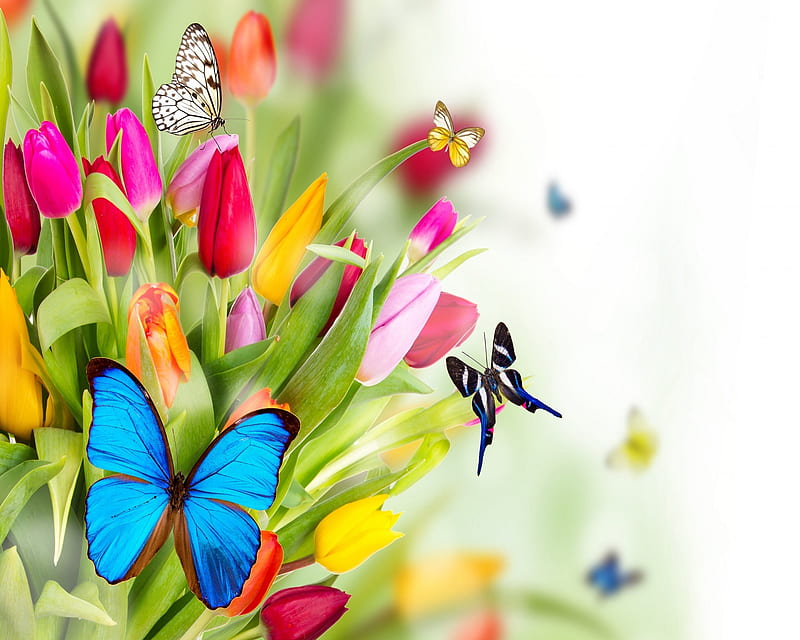 Springtime, flowers butterflies, spring, HD wallpaper