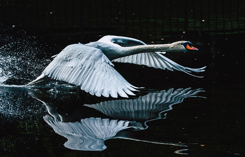 Birds, Mute swan, Reflection, HD wallpaper