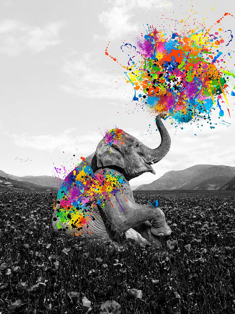 Elephant playing paint, baby, black and white, bnw, butterfly, cute, multicolor, painting, pop art, HD phone wallpaper