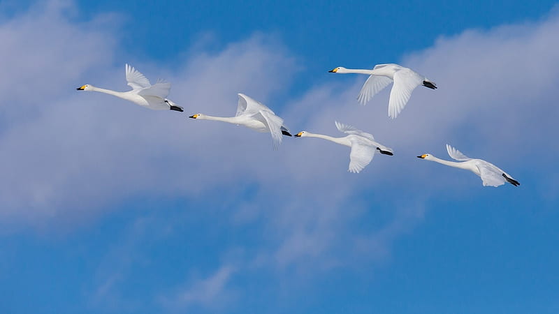 White Crane Birds Are Flying Under Cloudy Blue Sky Birds, HD wallpaper
