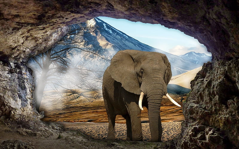 elephant, cave, elephants, wildlife, manipulation, HD wallpaper