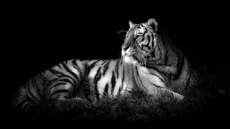 Black And White Of White Tiger In Black Background Tiger, HD wallpaper