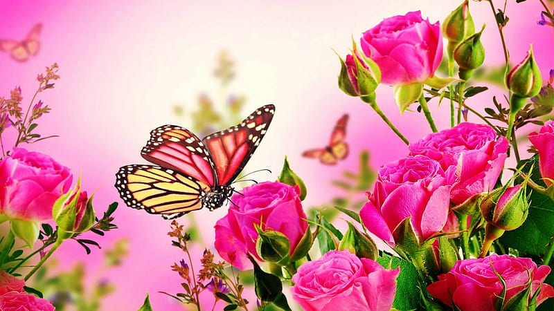 Pink Roses With two Butterflies, outside, Butterflies, Roses, Pink, HD wallpaper