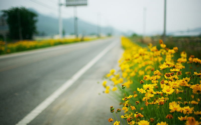 yellow flowers along the road-wonderful natural scenery, HD wallpaper