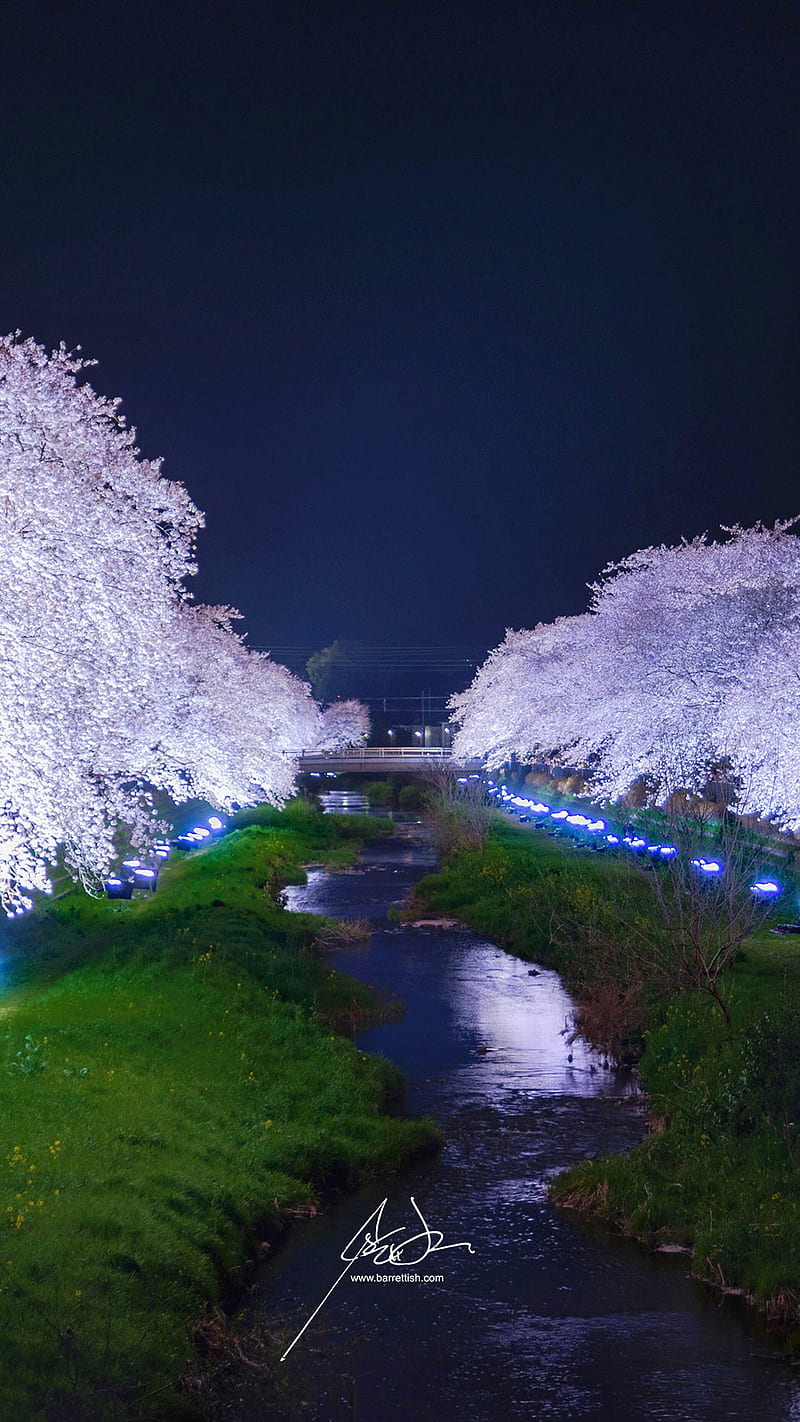 Japanese Cherry Blossom Smartphone, Sakura Night, HD phone wallpaper