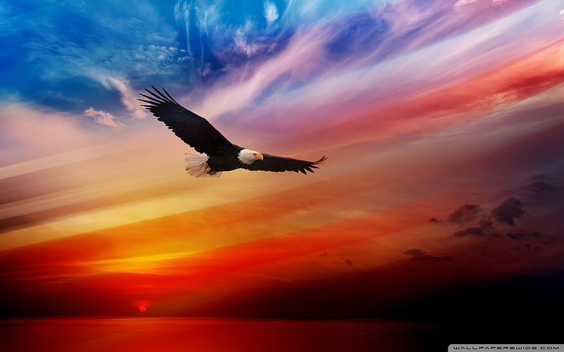 Bald Eagle in Sunset, red, orange, beauty, birds, nature, sunset, sky, natural, flying, HD wallpaper