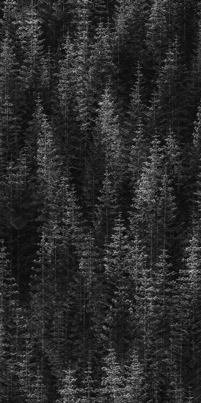 Black Forest, pixel, quad, xl design, homescreen, HD phone wallpaper