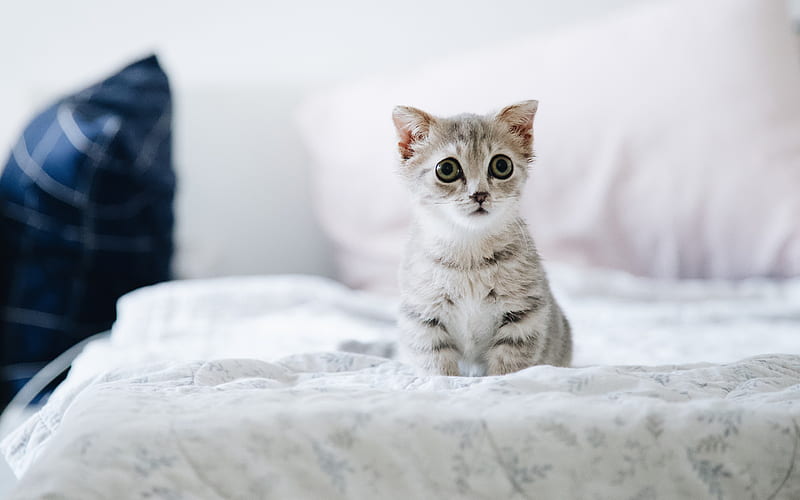 gray little kitten, cute animals, cats, pets, kitten, HD wallpaper