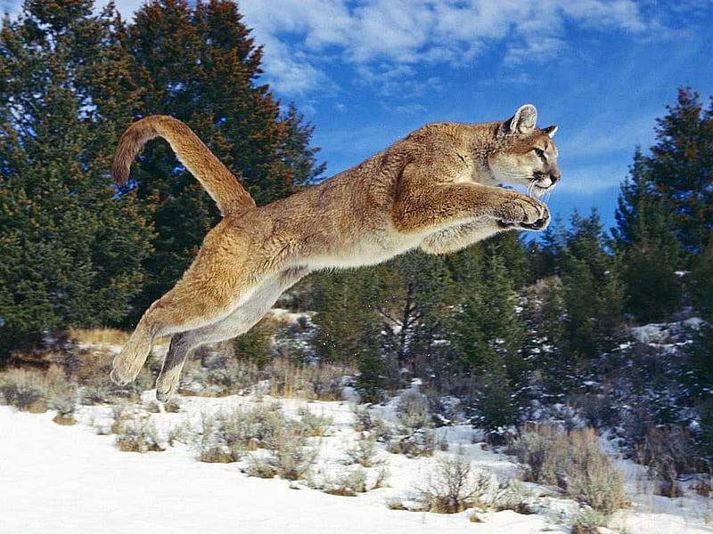 leaping cougar on the prowl, cunning, majestic, bonito, gorgeous, HD wallpaper