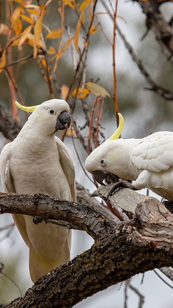 80,000+ Free Pink Cockatoo & Nature Images - Pixabay