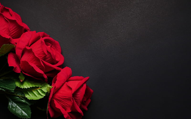 Red roses, flowers, red, roses, black background, HD wallpaper | Peakpx