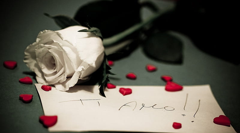 white, rose, love, heart, HD wallpaper white, rose, love, heart, HD wallpaper