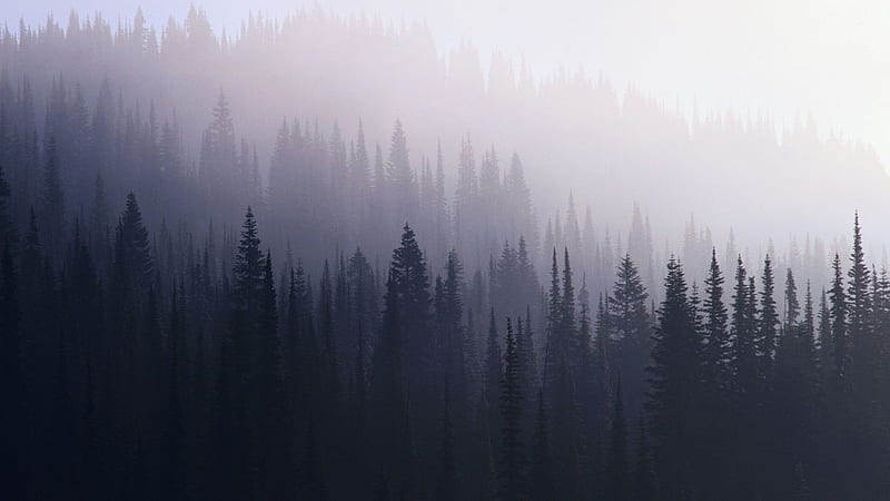 Awesome collection of Foggy Forest (Nature) - - , with +71 Foggy Forest f. Forest , Hipster , Foggy forest, Conifer Forest, HD wallpaper
