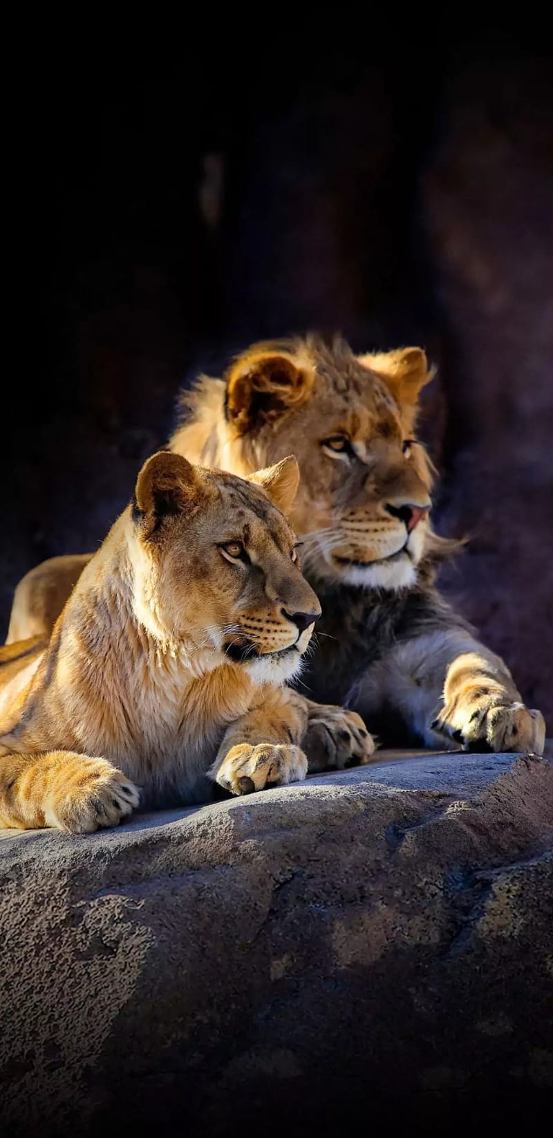 Lions babys , family, king, lion, lioness, HD phone wallpaper
