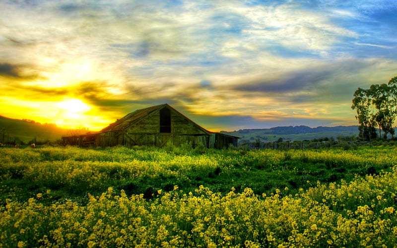HUT on the MEADOW, fiekd, hut, blossoms, sunshine, sunset, meadow, HD wallpaper