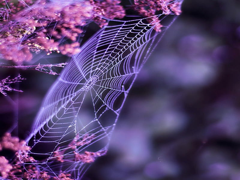 PURPLE WEB, lovely, purple, web, summer, flowers, nature, spring, spider web, HD wallpaper