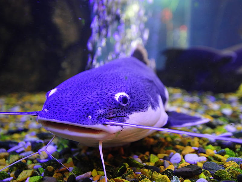 Vibrant Aquarium, lavendar, tank, stones, purple, fins, fish, pebbles, gills, HD wallpaper