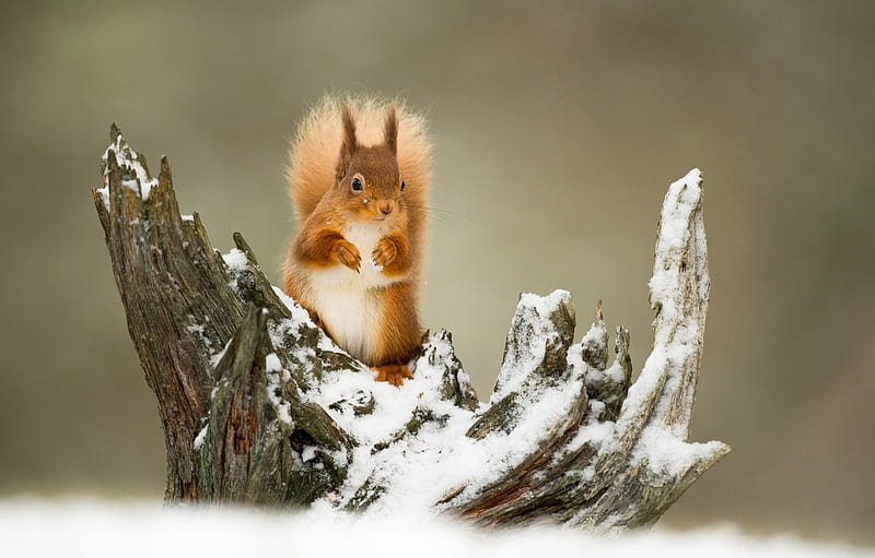 Squirrel, cute, red, veverita, snow, animal, winter, HD wallpaper