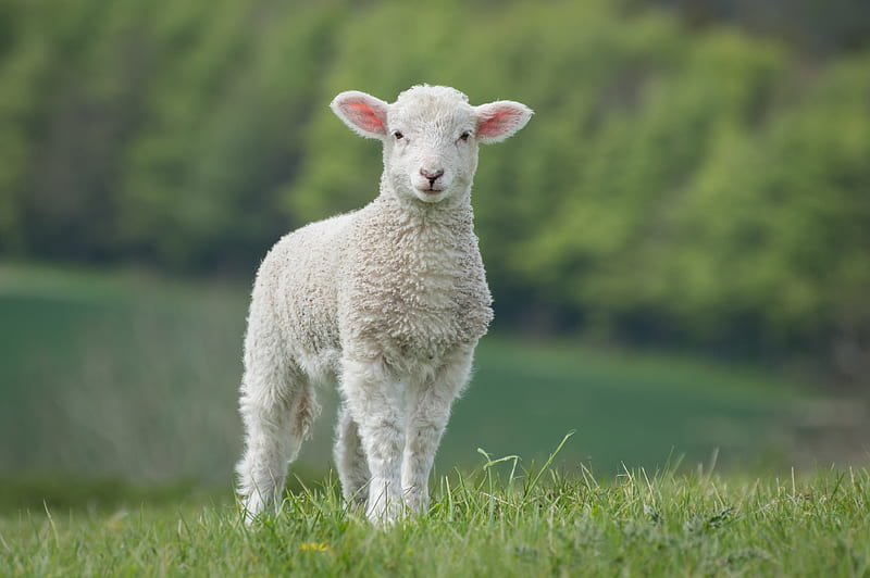Lamb, green, white, cute, spring, sheepl, animal, HD wallpaper