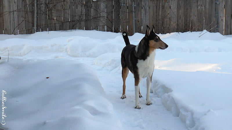 A Winter Snow Dog! :D, fence, deep snow, snow, white, kati, collies, smooth collie, HD wallpaper