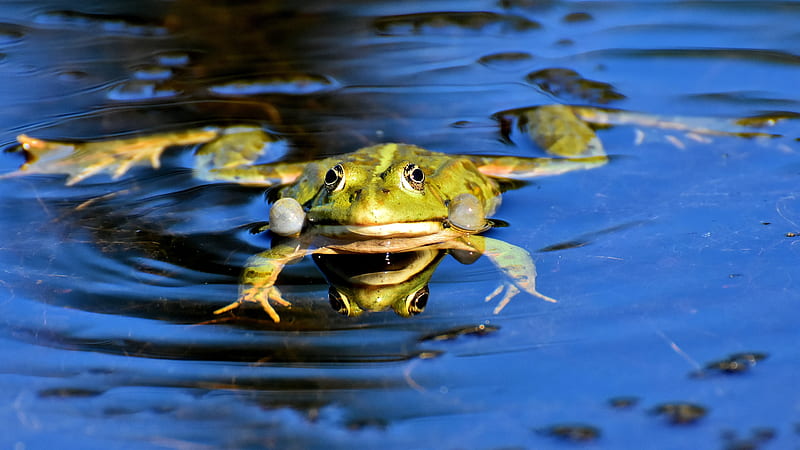 Funny Frog Is Floating On Water Funny Background, HD wallpaper