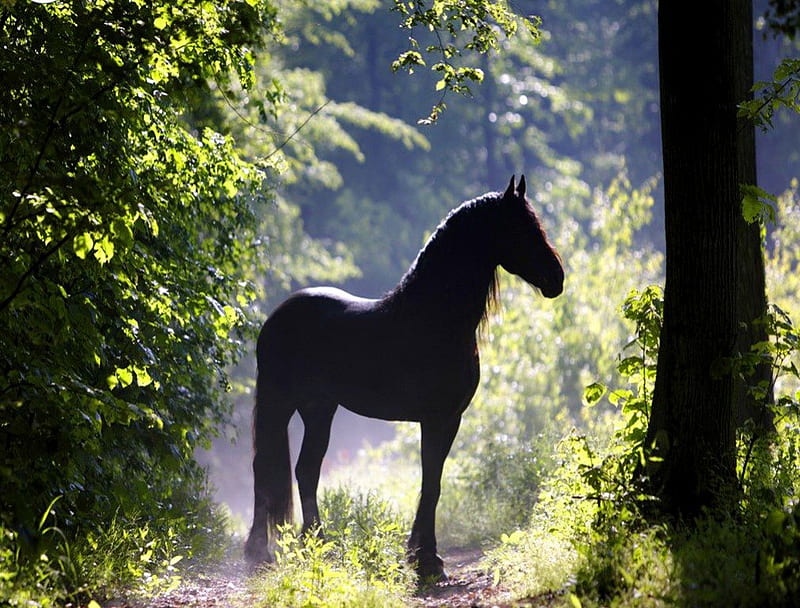 Beauty in the woods, black, trees, horse, woodland, HD wallpaper