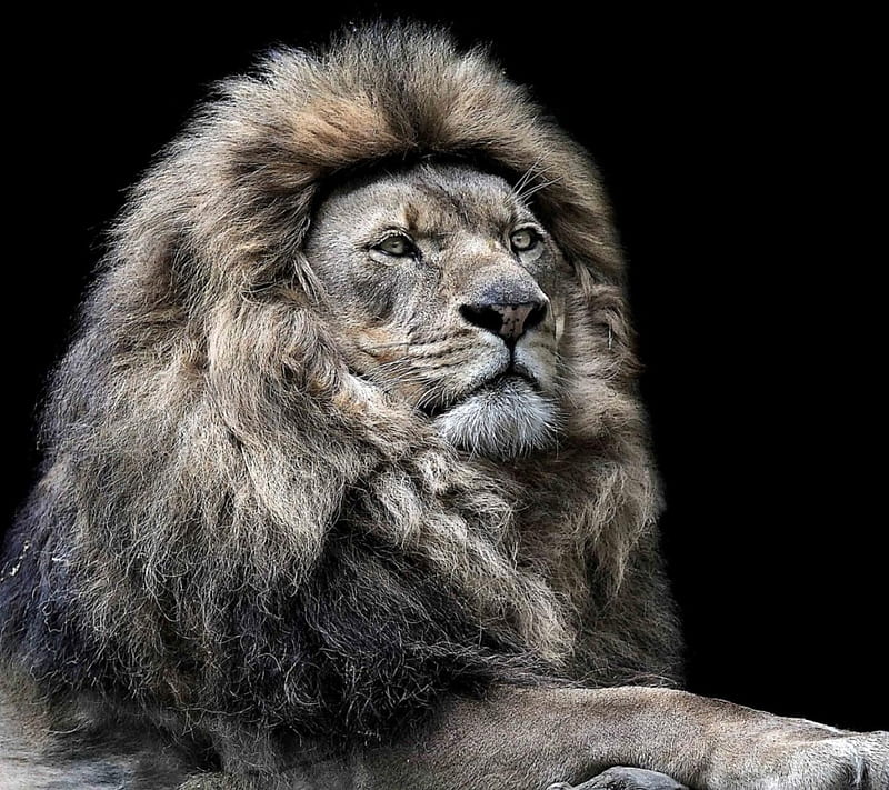 Majestic Lion, big cats, king, lions, majesty, HD wallpaper  Peakpx