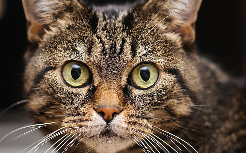 muzzle cat whiskers-Animal, HD wallpaper
