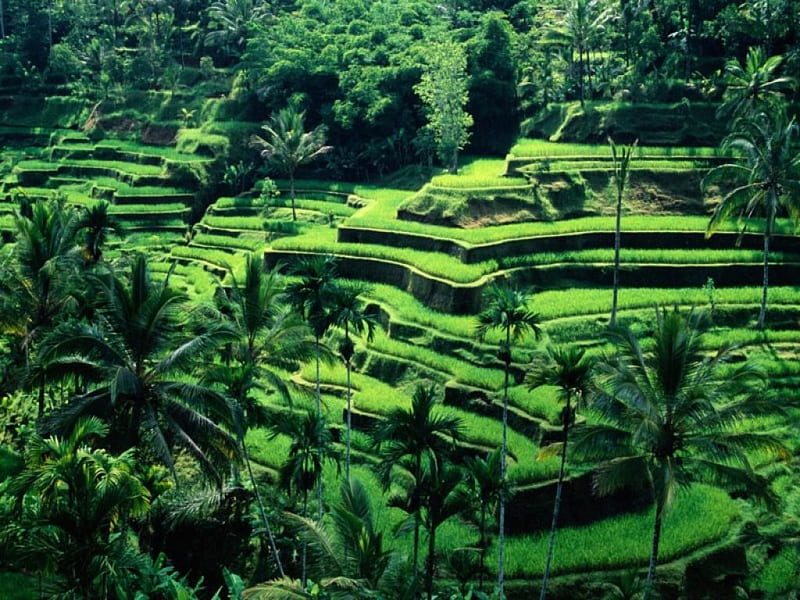 Bali, Indonesia, hills, green, grass, lush, terrace, steps, landscape, HD wallpaper