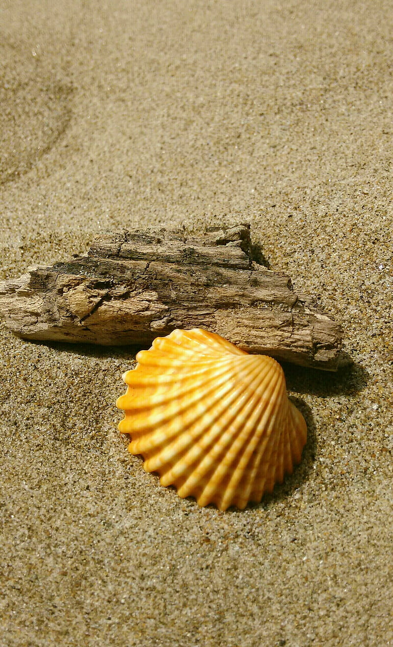 Summer shell, beach, sand, warm, wood, yellow, HD phone wallpaper | Peakpx