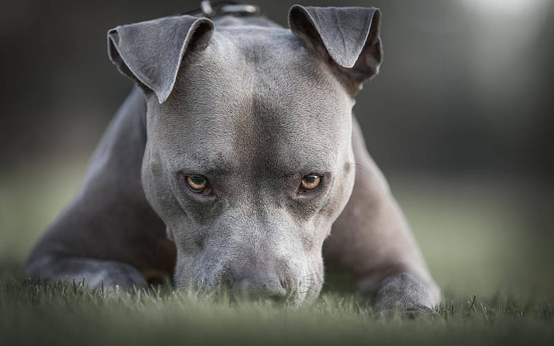 American pit bull terrier, gray puppy, small dog, pets, green grass, HD wallpaper