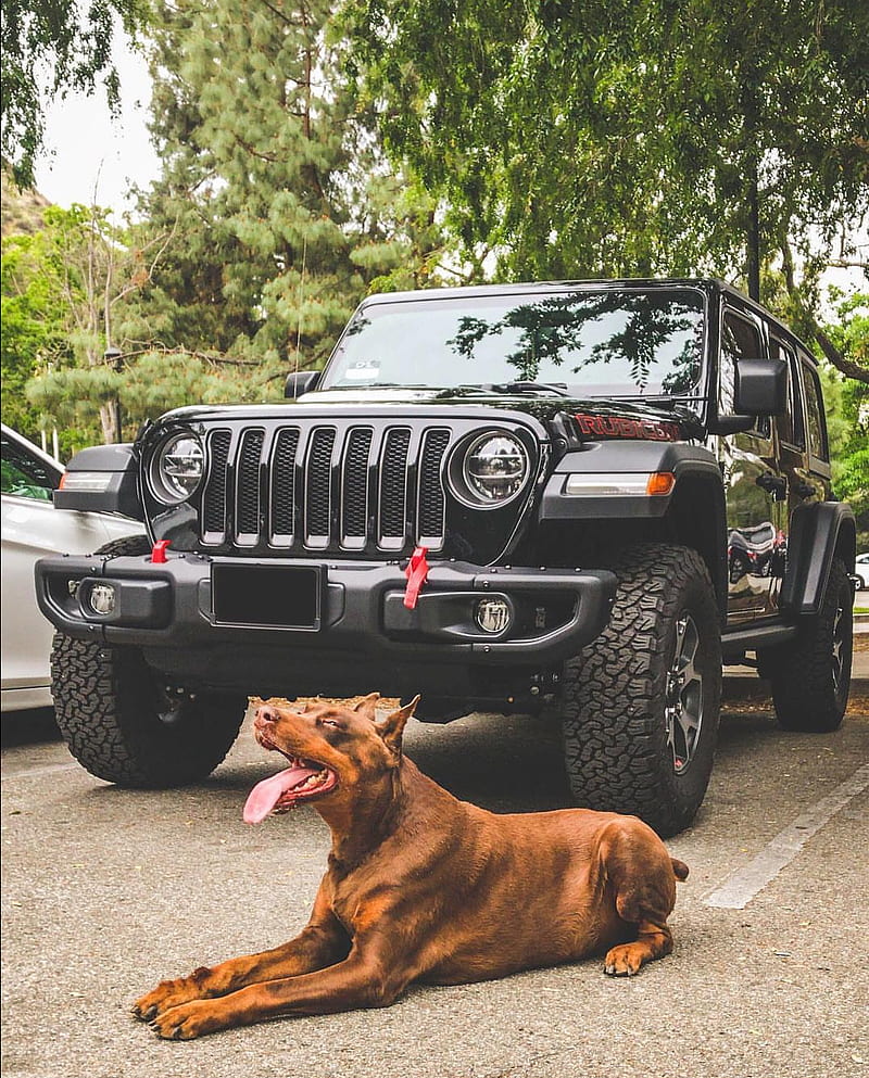 Doggy jeep, car, dog, HD phone wallpaper
